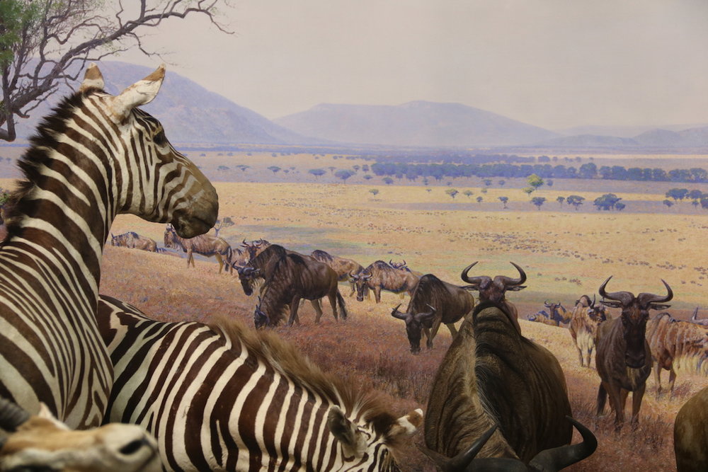 Serengeti group. AMNH.