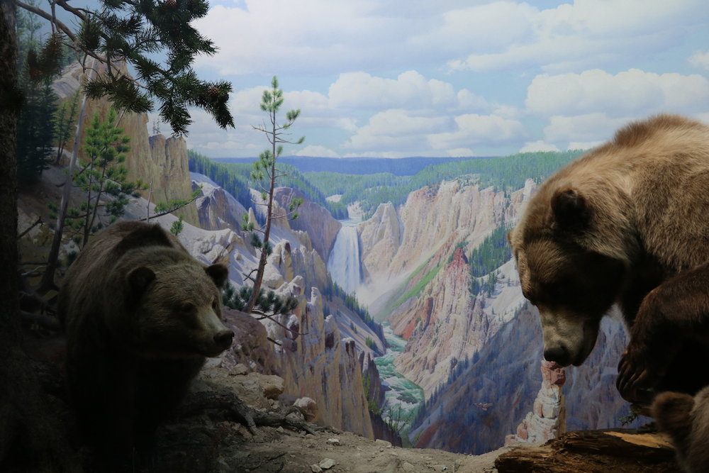 Resulting diorama in AMNH.