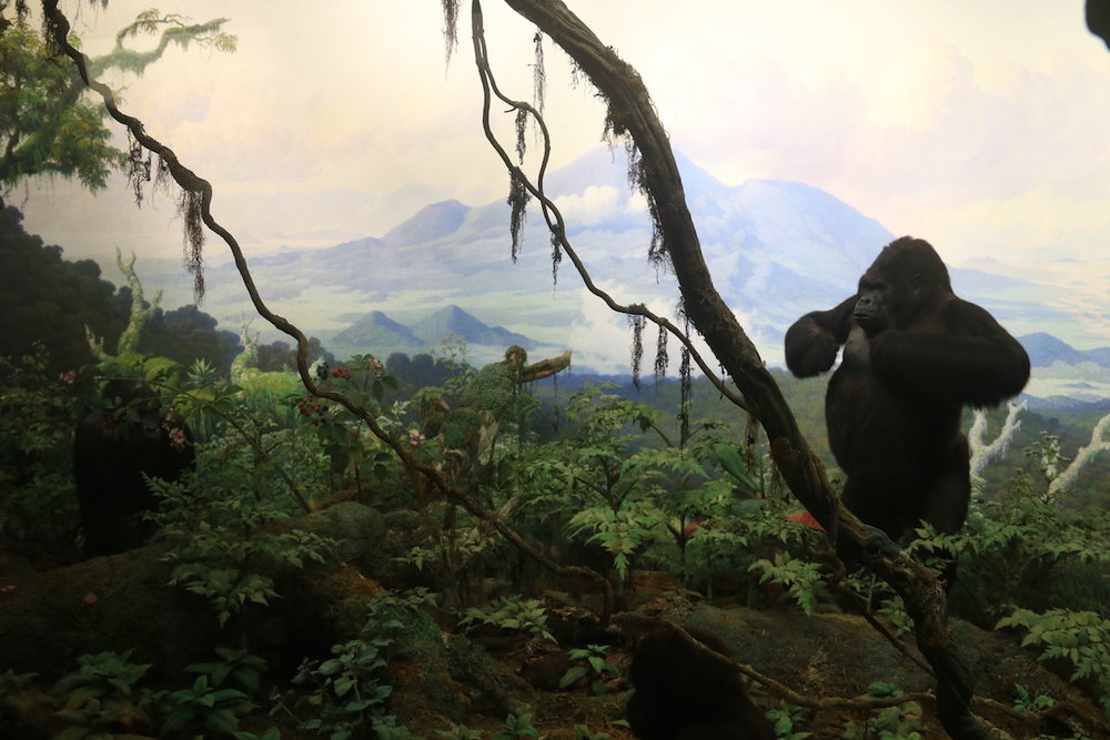 Gorilla display at AMNH