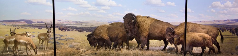 Bison group, October afternoon, Wyoming. AMNH.