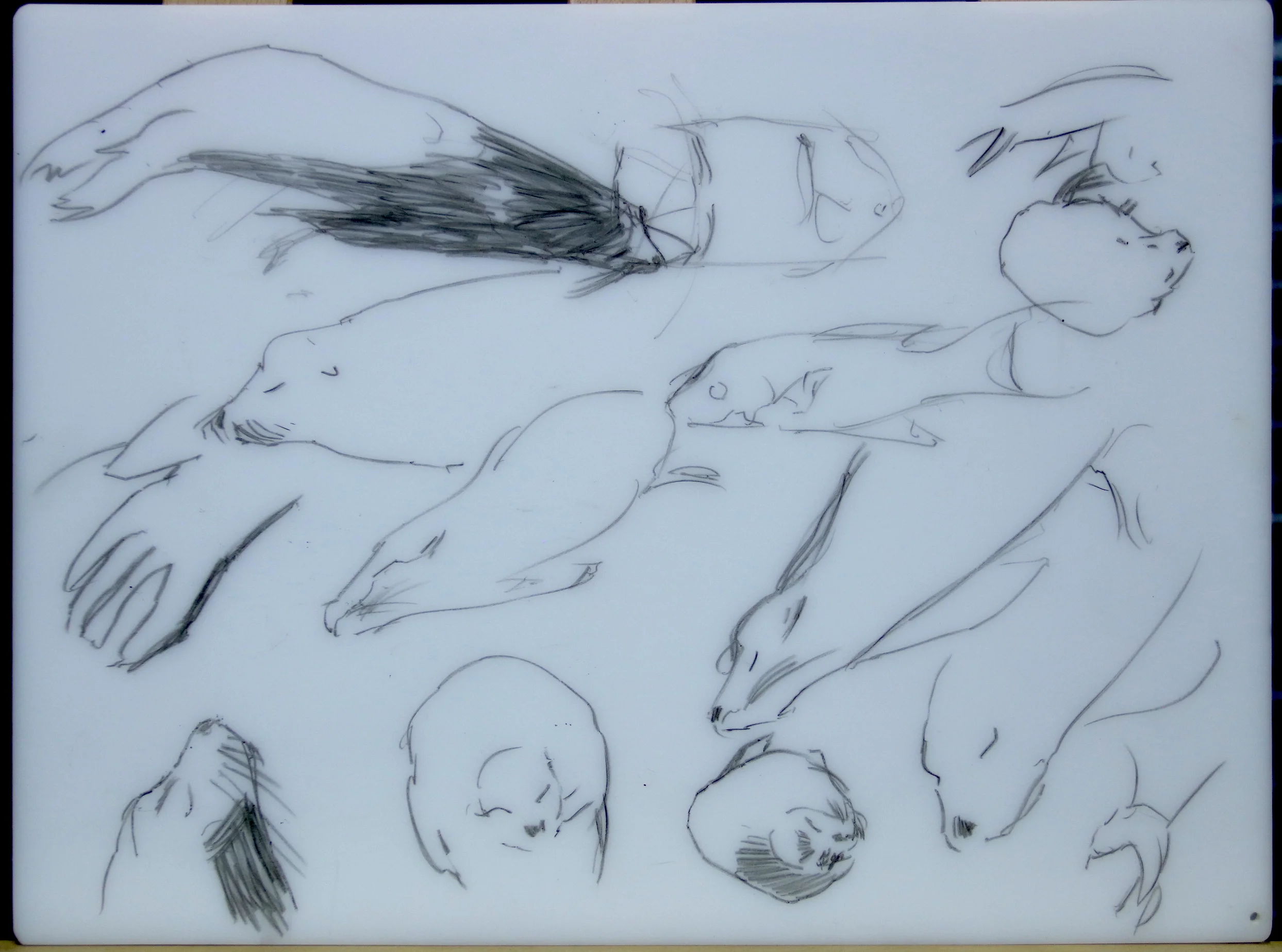 Sealions napping. Sketches from life, underwater.