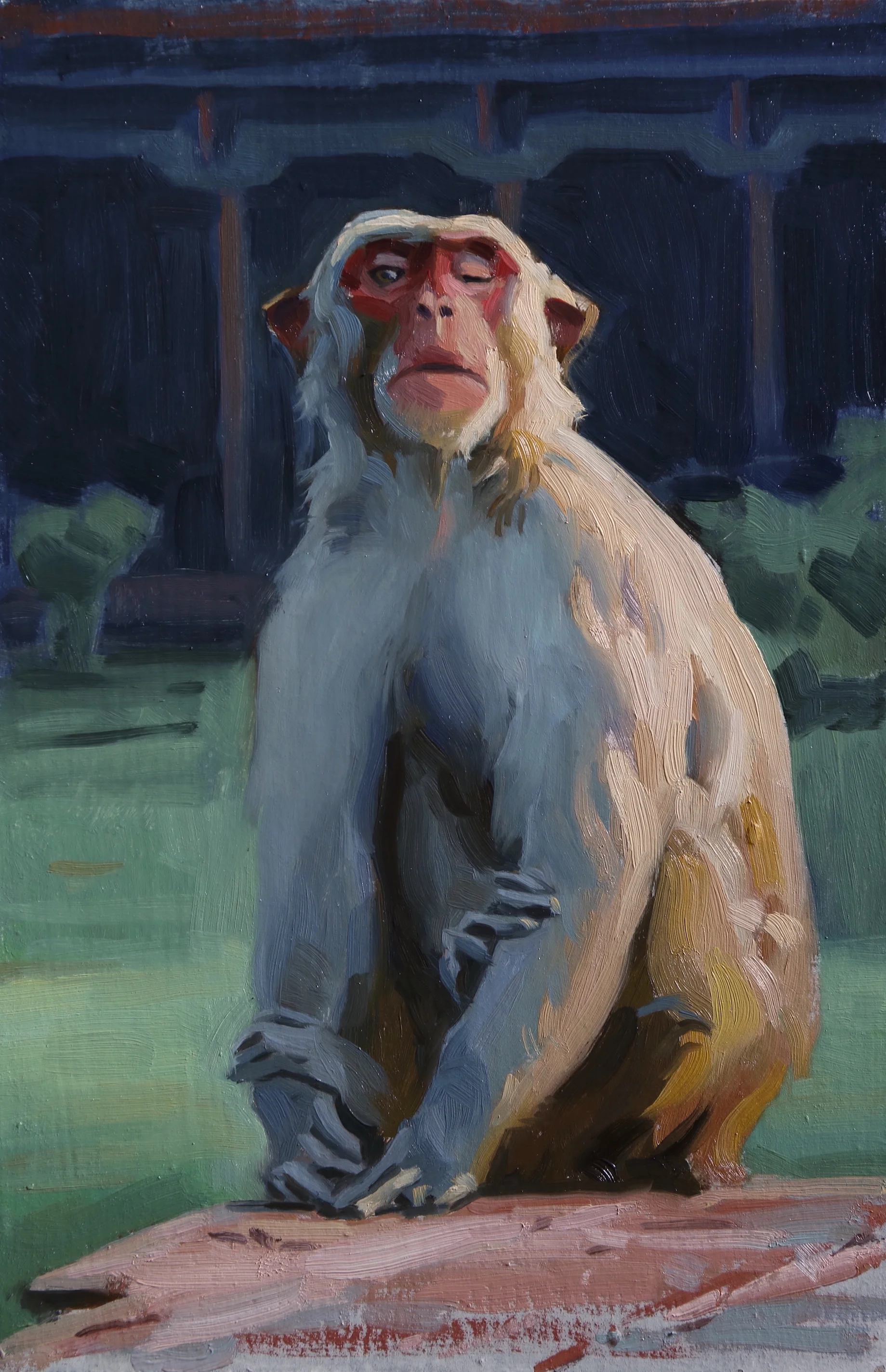 Monkey Of Agra, India.