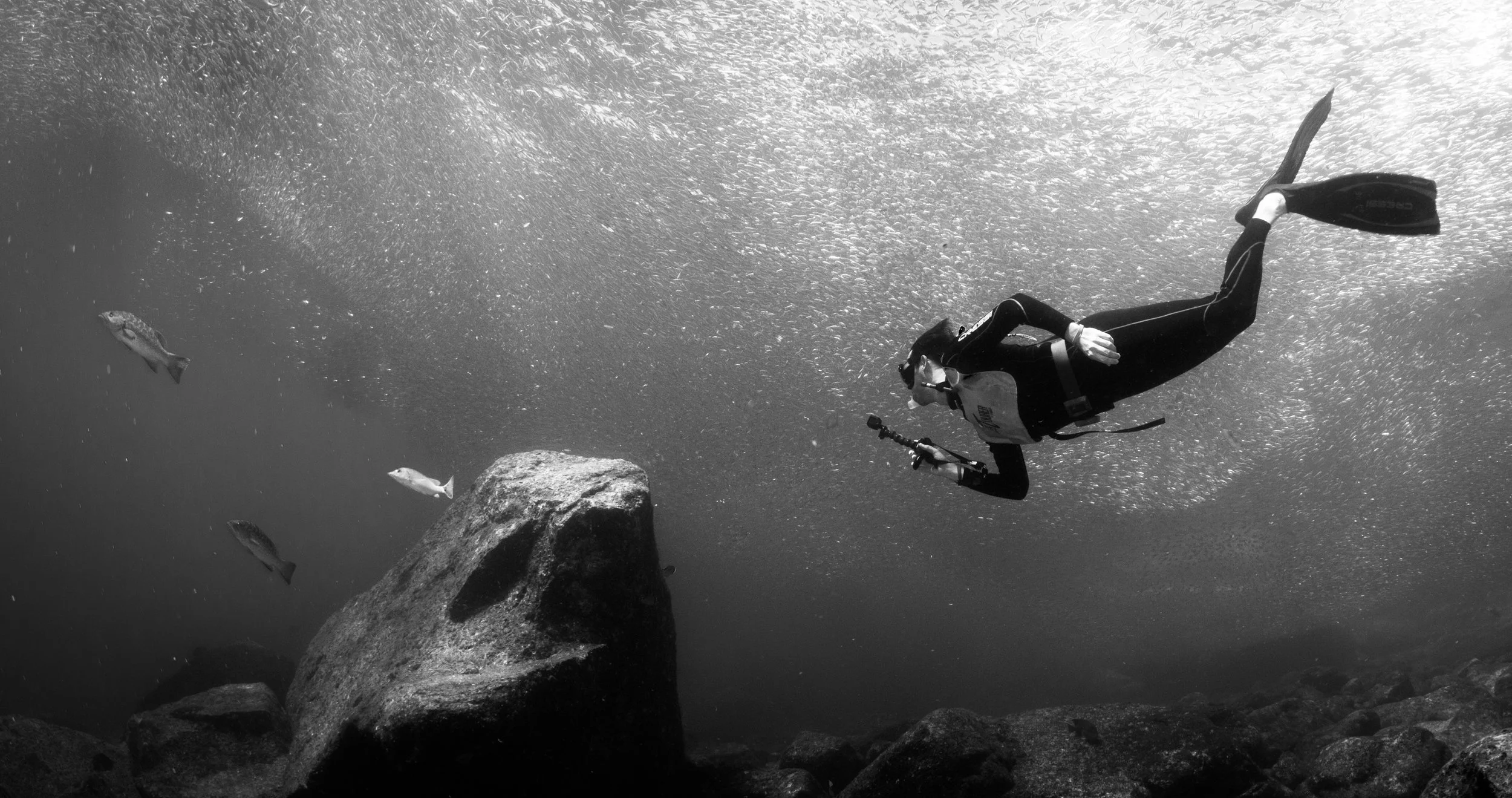 Free diving under the Sardines of Los Isolotes. (photo by Alex Rose )