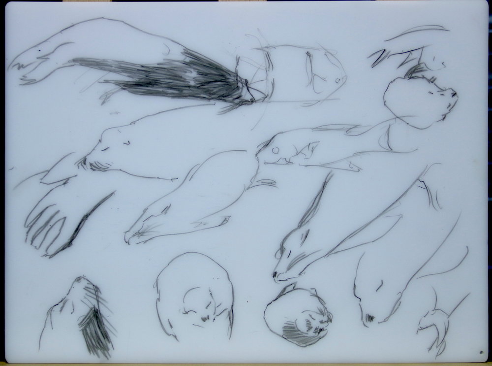 Sketches of napping sea lions.