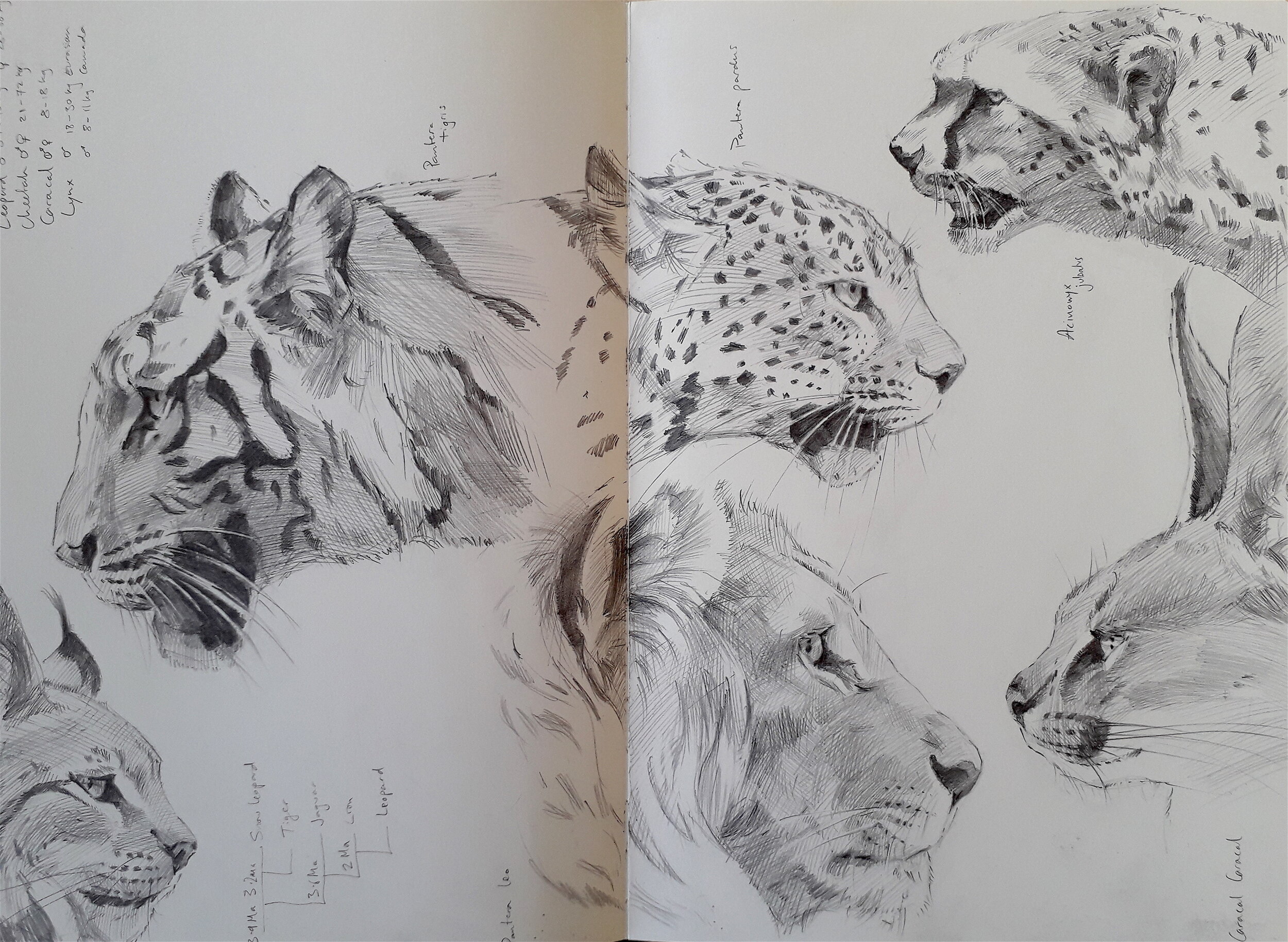 animal drawing studies.jpg