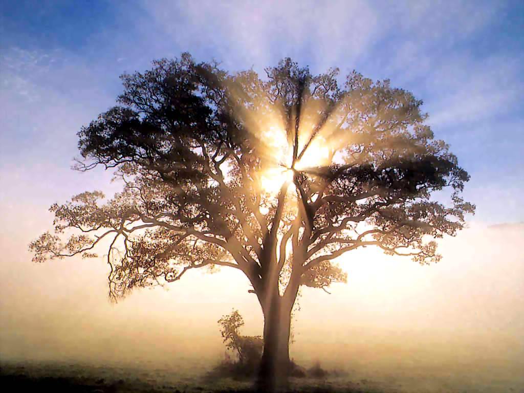 America_-_oak_tree_in_new_england_sunrise.jpg