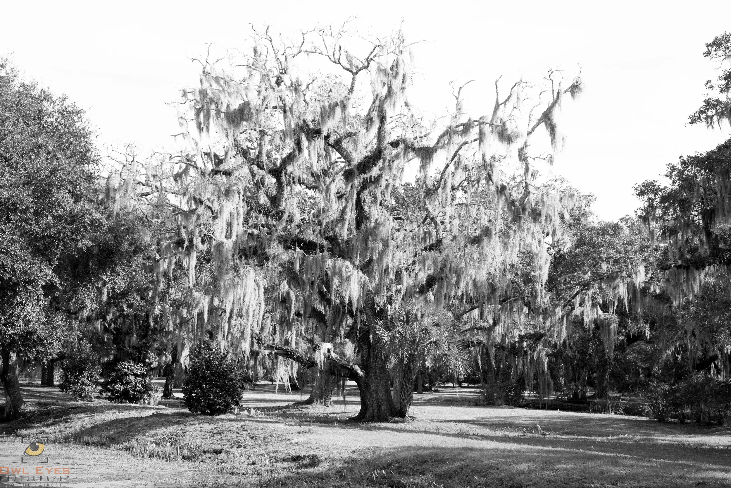 Avery Island Louisiana Oak with Spanish Moss