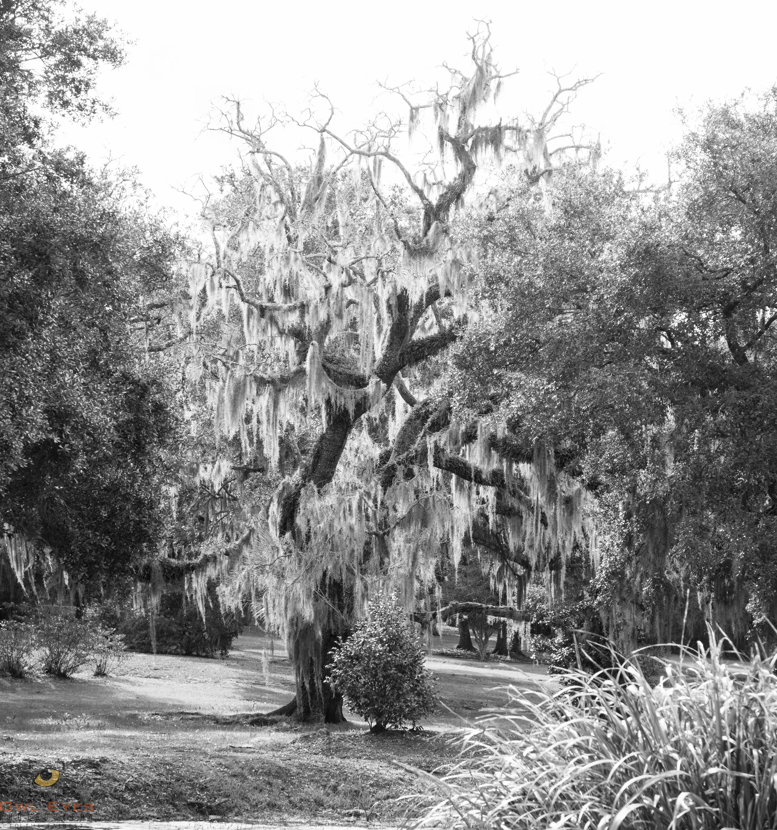 Avery Island Louisiana Oak with Spanish Moss