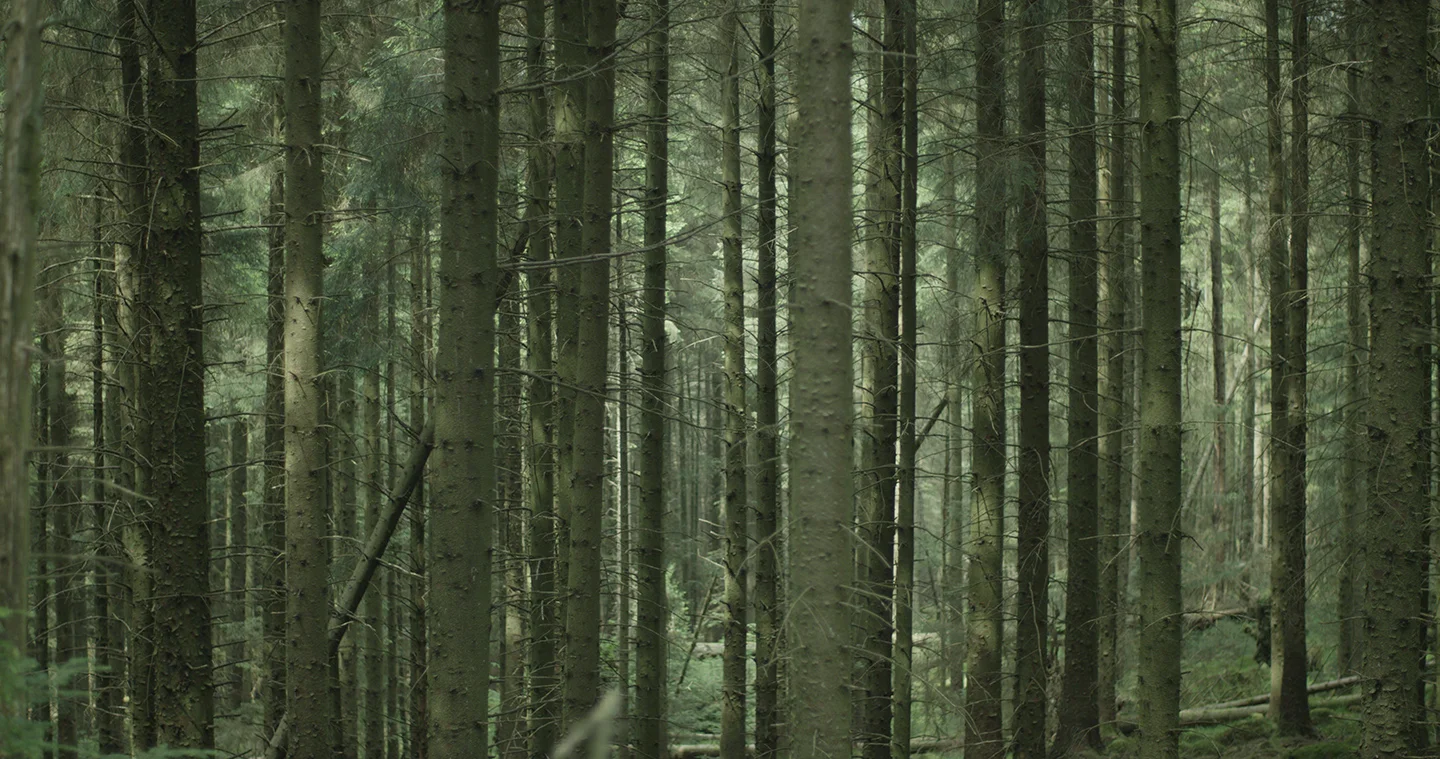 trees.jpg