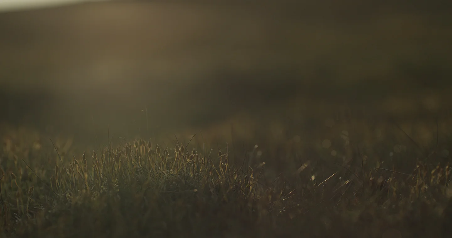 grass.jpg