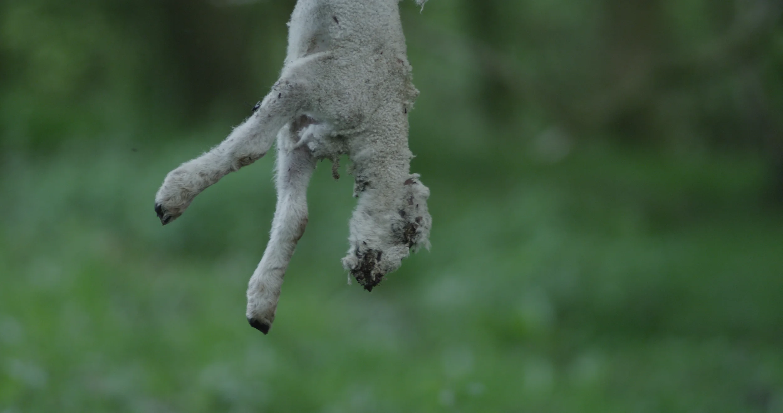 009_lamb.jpg