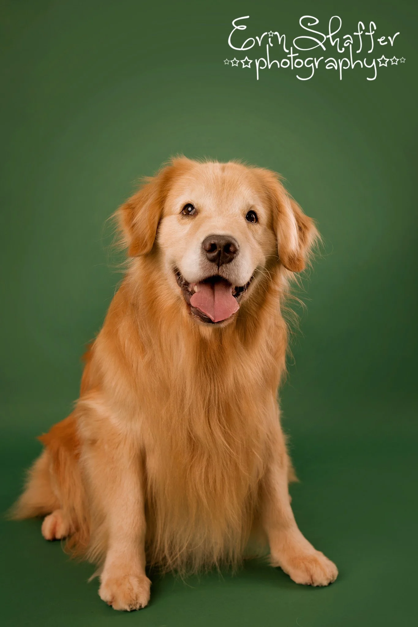 Hersehy Pet Photographer.jpg