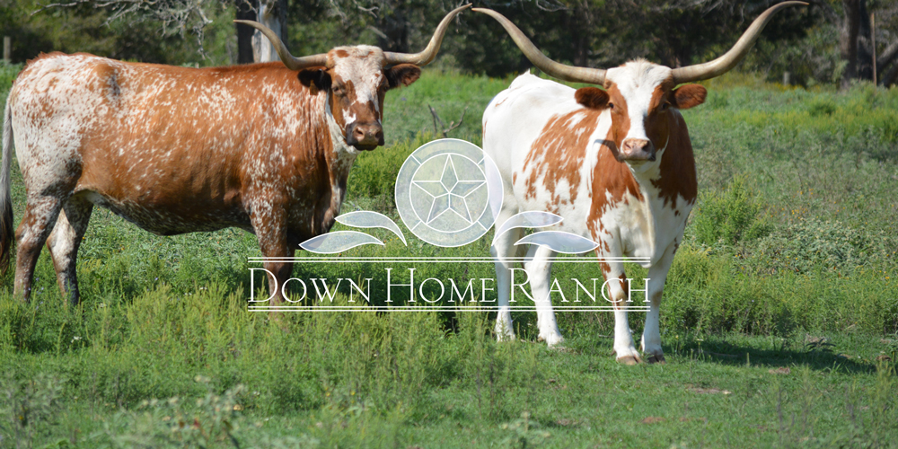 DHR-logo-bulls.jpg