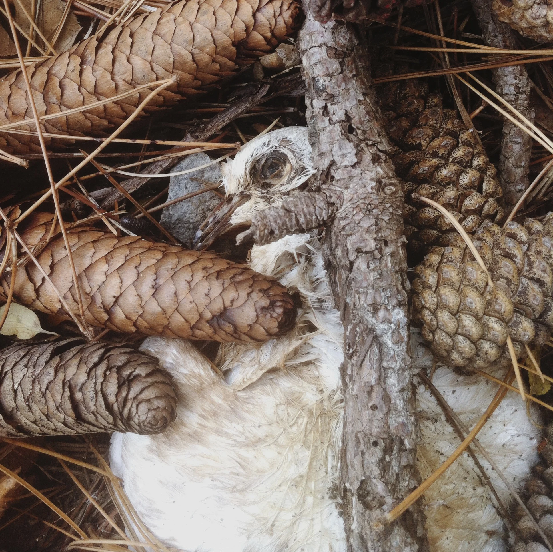 understanding the evils of my country's racism