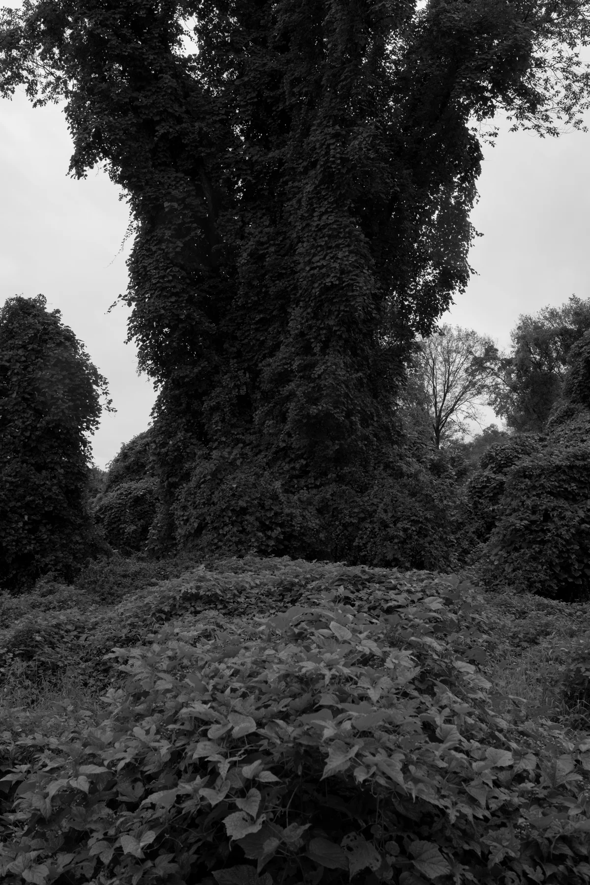 DSCF1188.jpg