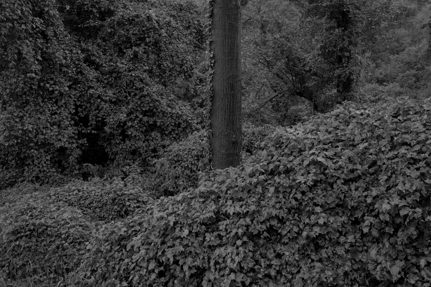 DSCF1257.jpg