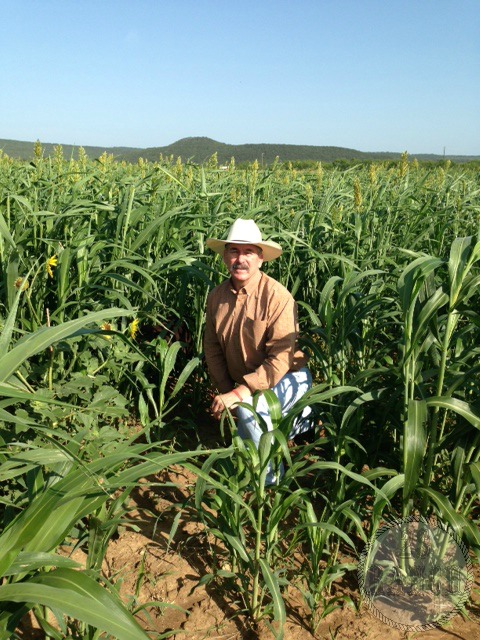 The same sudangrass field in 2013. 