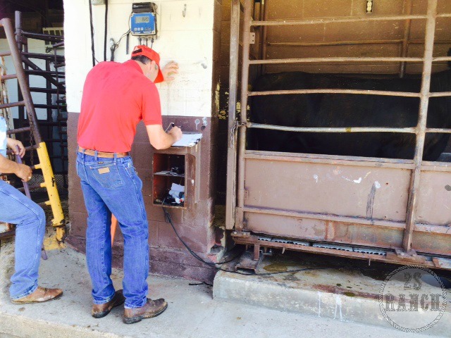 The owner, Steve Fisher, met us at the delivery and weighed in the cattle. 