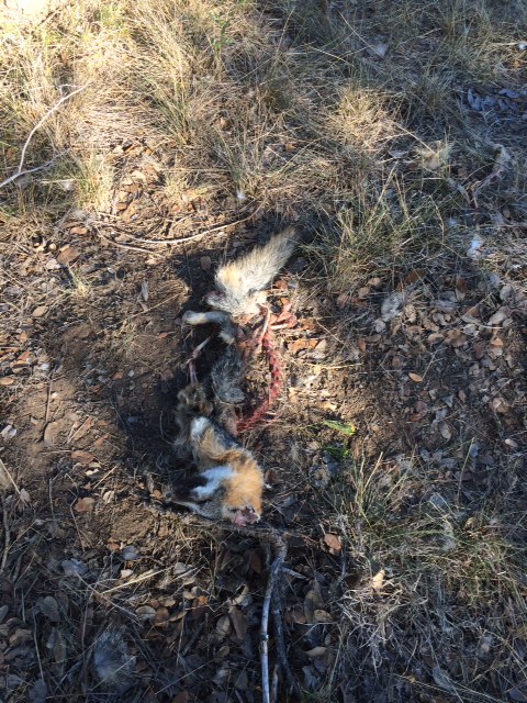 A coyote picked apart by buzzards. 