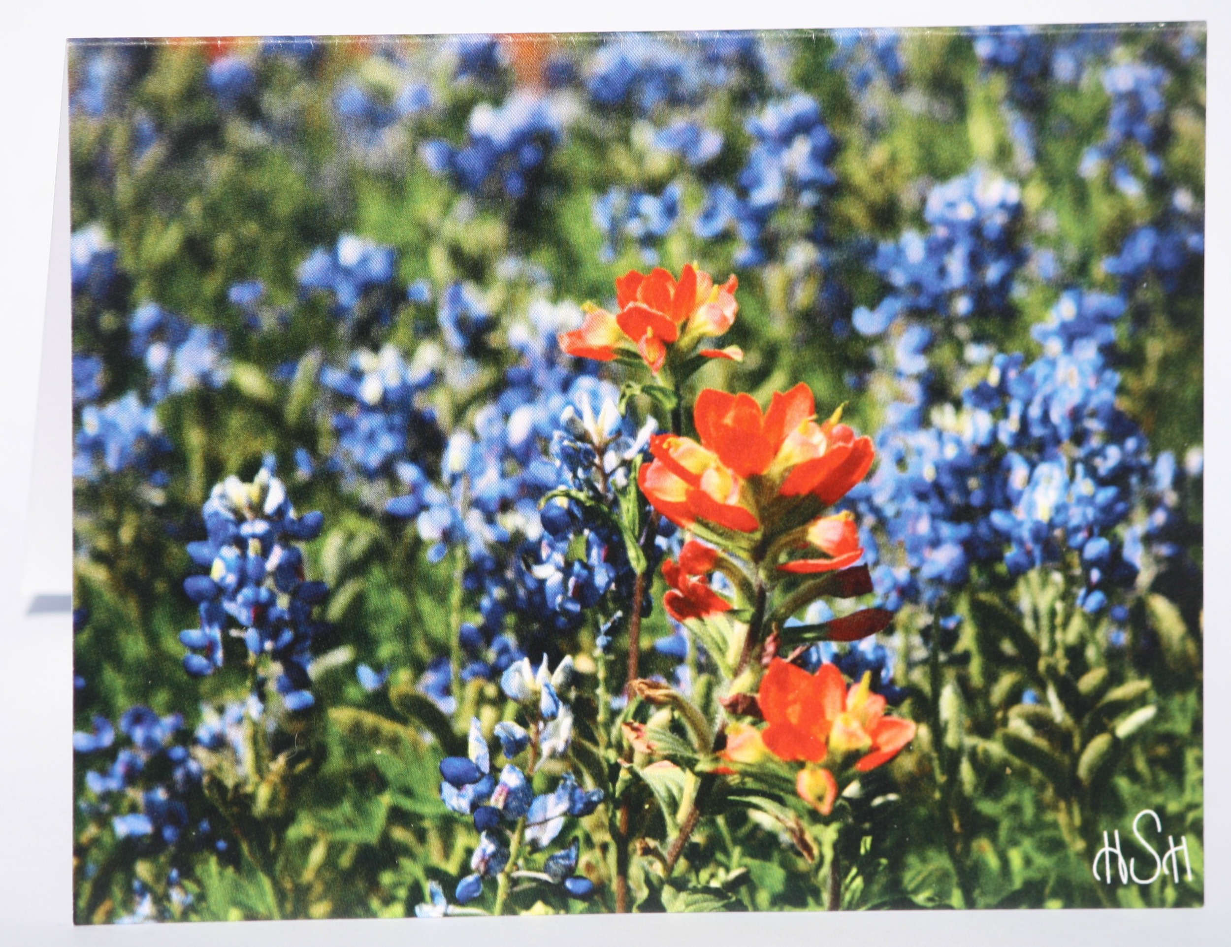 One of our new stationery cards featuring an "Indian Paintbrush" in a sea of "Bluebonnets."