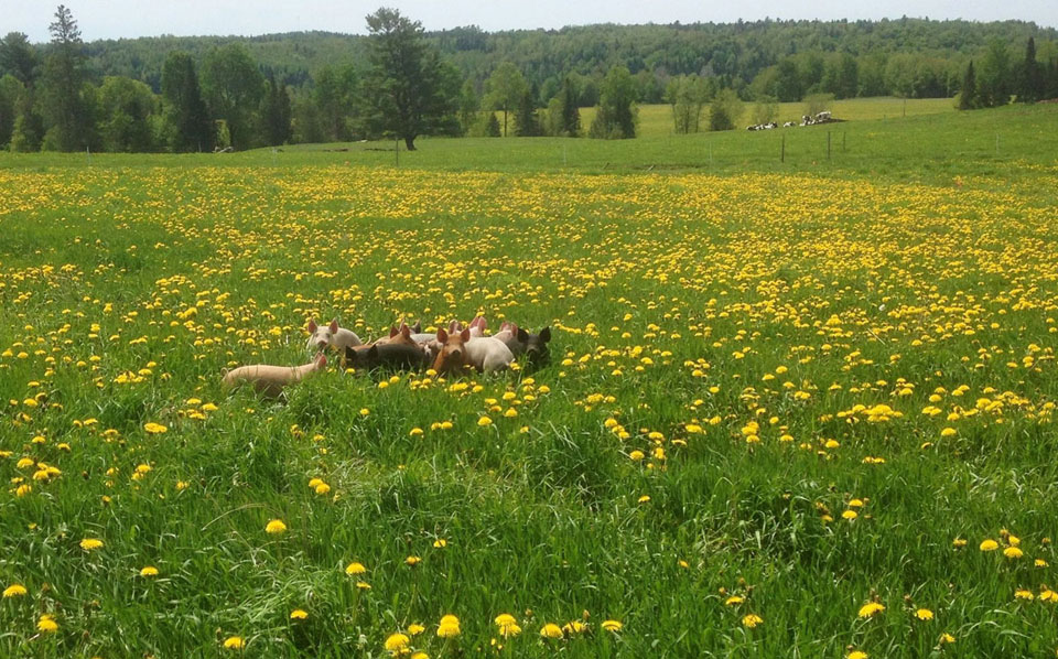 Pasture raised pigs enjoying their healthy and natural environment.