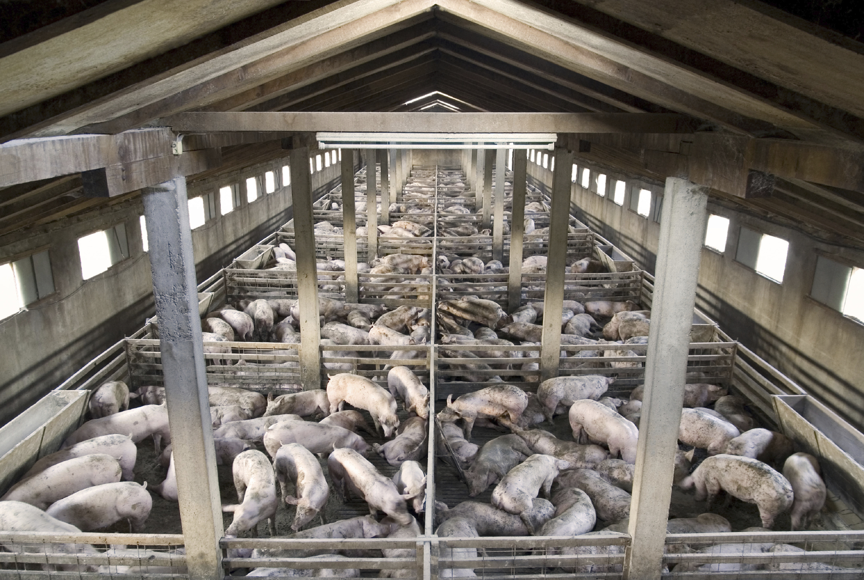 Feedlot raised pigs confined to a small space that is full of disease, filth and unnatural feed.