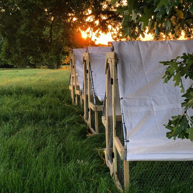 Movable chicken houses! These are moved twice a day to give the chickens fresh grass, sunlight and lots of room to move! 