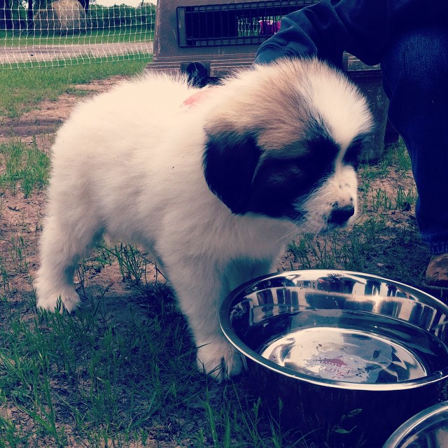 This is Bandit. He is a Great Pyrenese guardian dog, and is being raised to protect the chickens from predators!