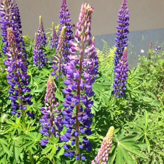 They see this flower everywhere in Switzerland. Their family has nicknamed this flower "The Swiss Bluebonnet" for obvious reasons! 