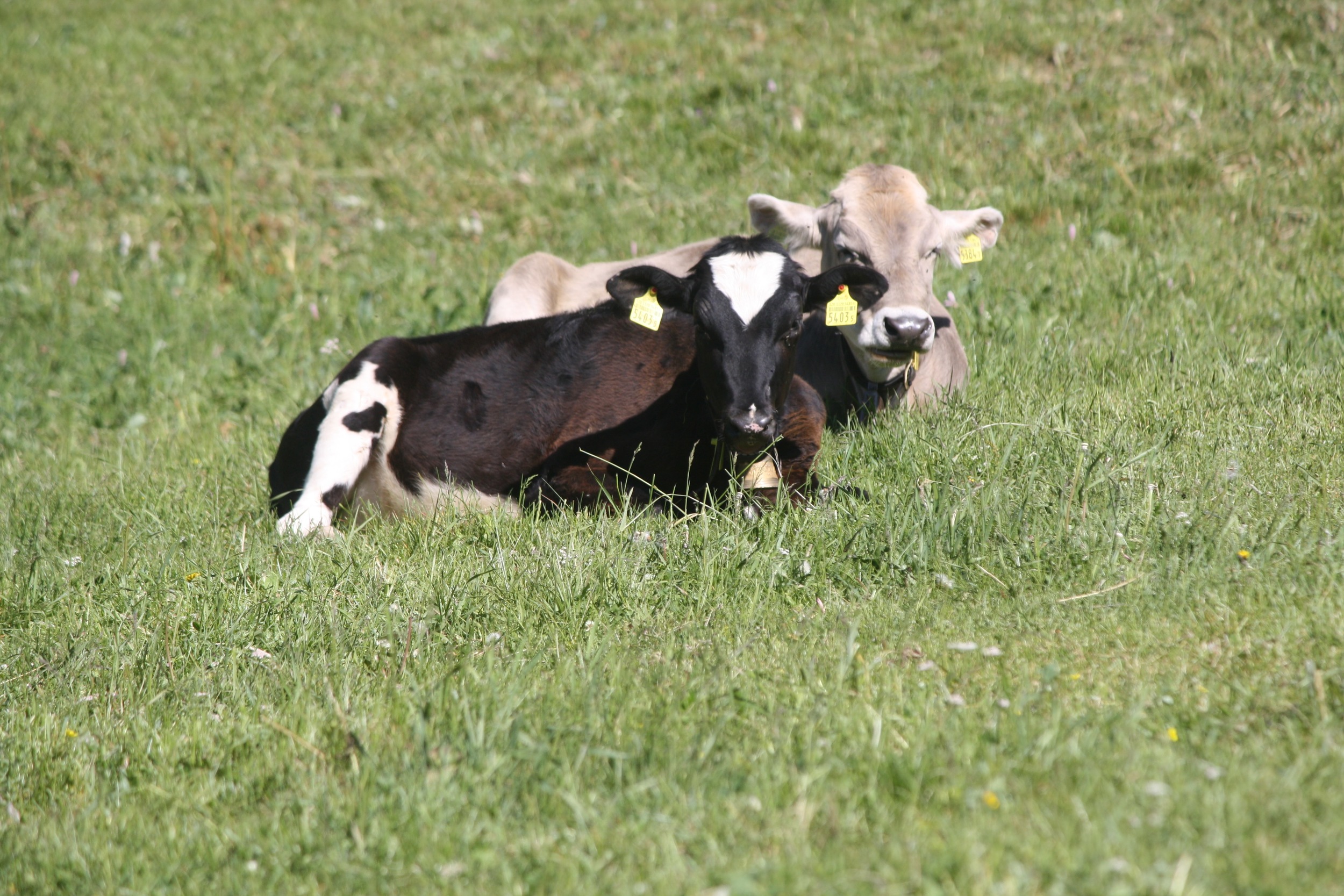  Of course all of the cows there wear the big cow bells. Holly & Trent think the 2S should adopt the cowbell system in case we have another big tornado. That way we can find the cows quickly!
