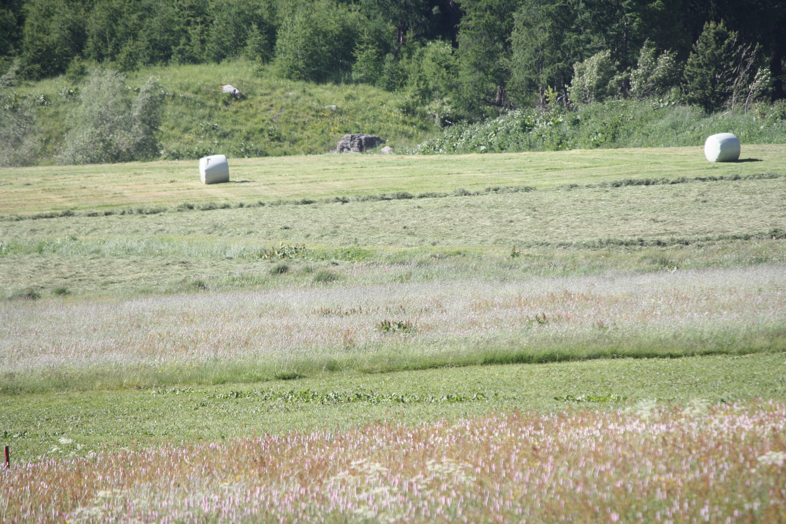 It's hard to tell from this picture, but they actually bag the hay bales to save them for winter. There is actually a machine that the farmer pulls behind the tractor that bags the bales.