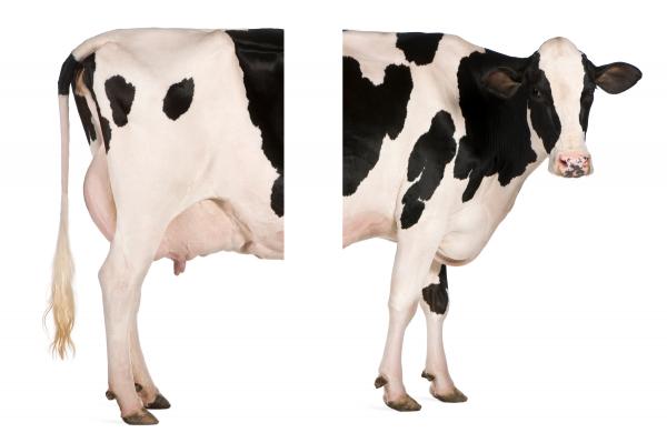 article_if-you-cut-a-cow-in-half.jpg