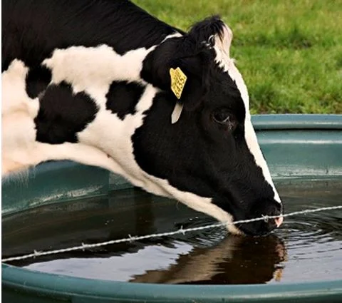 foto-1-half-of-the-cows-are-drinking-dirt-and-shit.jpg