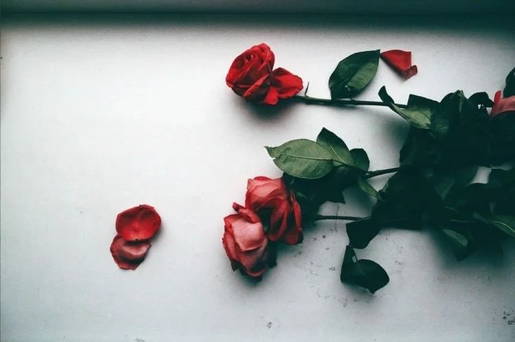 4fbf89c88d6a2564aa7e124a0c0b0b35--roses-are-red-rose-petals.jpg