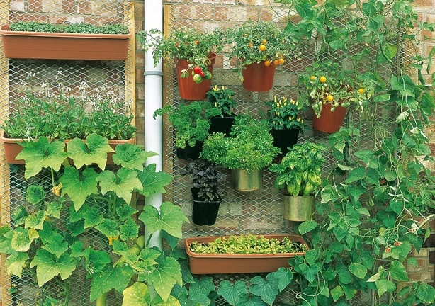 urban-garden.jpg