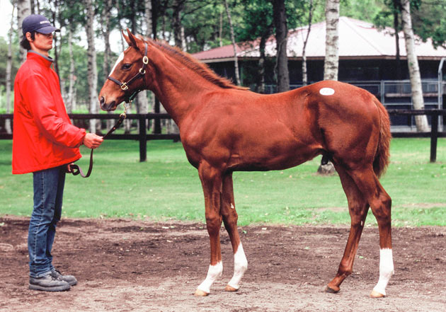 Admire Main as a foal