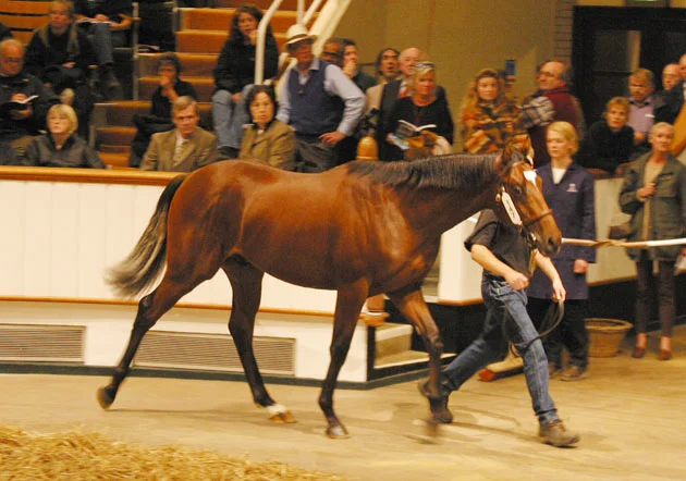 Mullins Bay as a yearling
