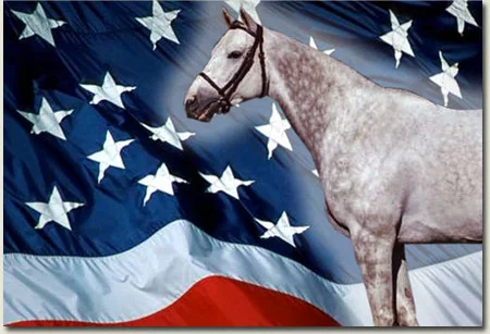 Tapit