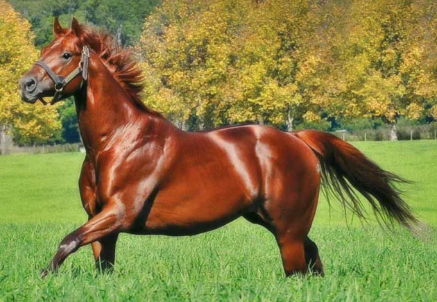 Visionaire Stallion