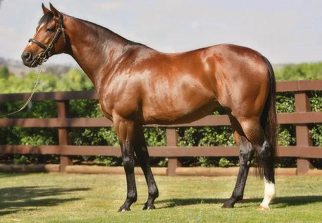 Galileo Stallion
