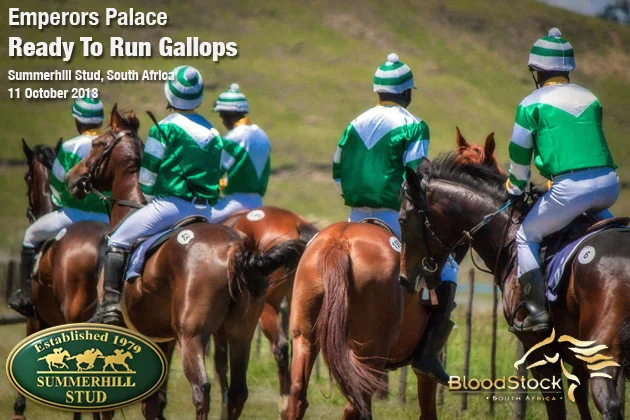 Emperors Palace Ready To Run Gallops