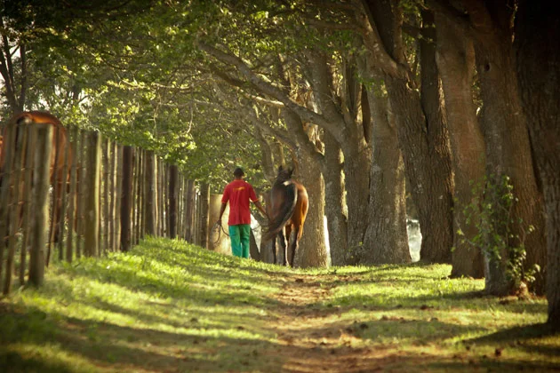 Summerhill Stud Spring