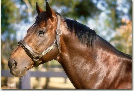 Danehill