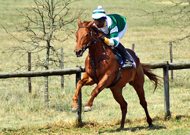 Emperors Palace Ready To Run Gallops at Summerhill Stud