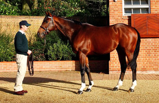 Frankel Stallion