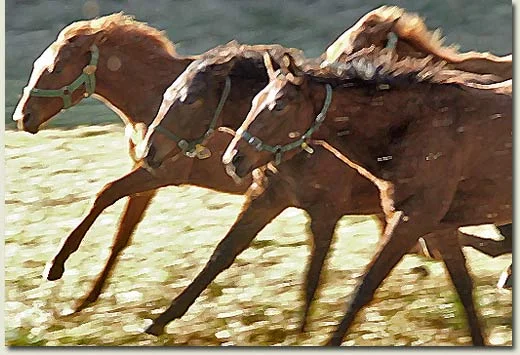 horses running