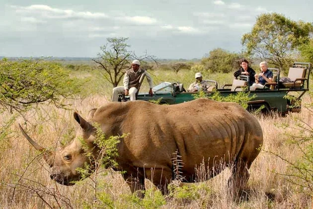 Rhino at Phinda Private Game Reserve