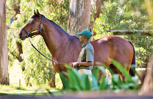 Mullins Bay Stallion