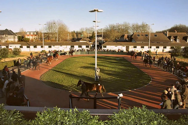 Arqana December Breeding Stock Sale