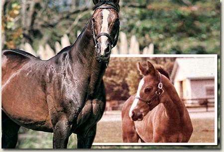 Northern Guest Stallion